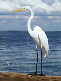 Amerikaanse grote zilverreiger [Ardea alba egretta]
